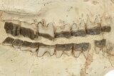 Fossil Running Rhino (Hyracodon) Skull - South Dakota #263480-5